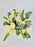 Maryland White