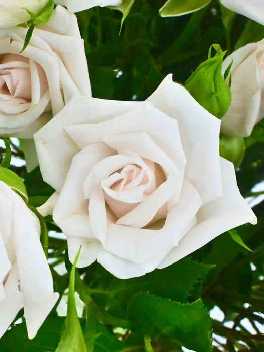 Porcelina Eleganza