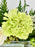 Mint Garden