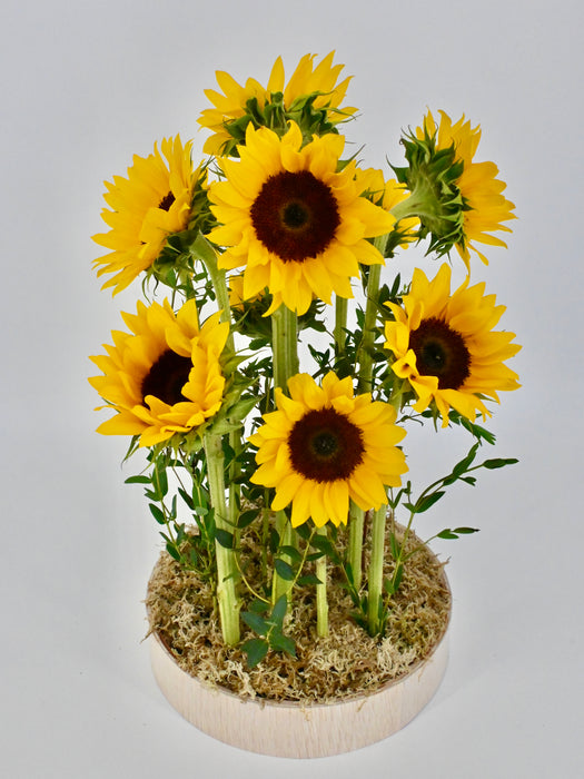 Sunflower Garden