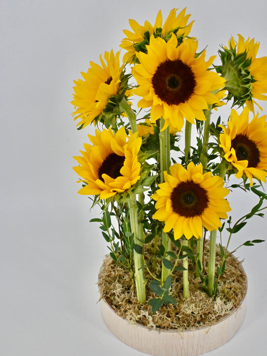Sunflower Garden