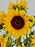 Sunflower Garden