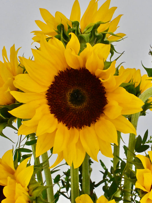 Sunflower Garden