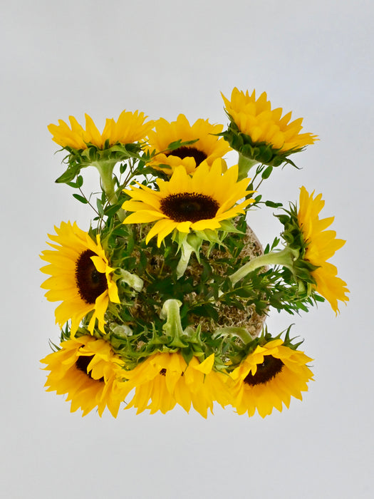 Sunflower Garden