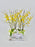 Oncidium Money Arrangement