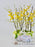 Oncidium Money Arrangement