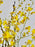 Oncidium Money Arrangement