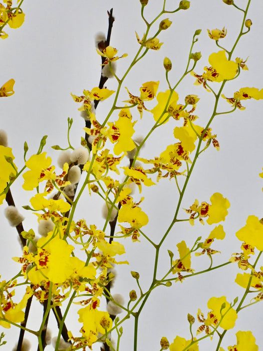 Oncidium Money Arrangement
