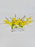 Oncidium Money Arrangement