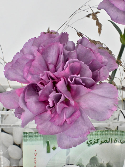 Purples