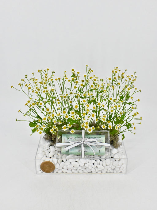 Daisy Money