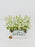 Daisy Money