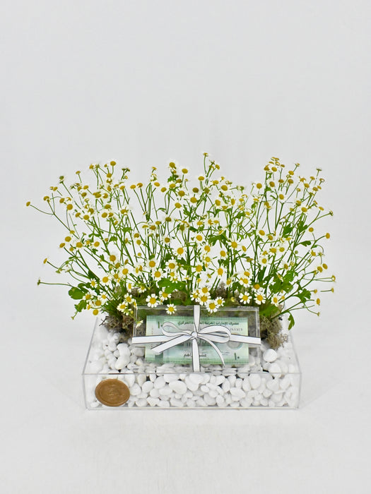 Daisy Money