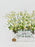 Daisy Money