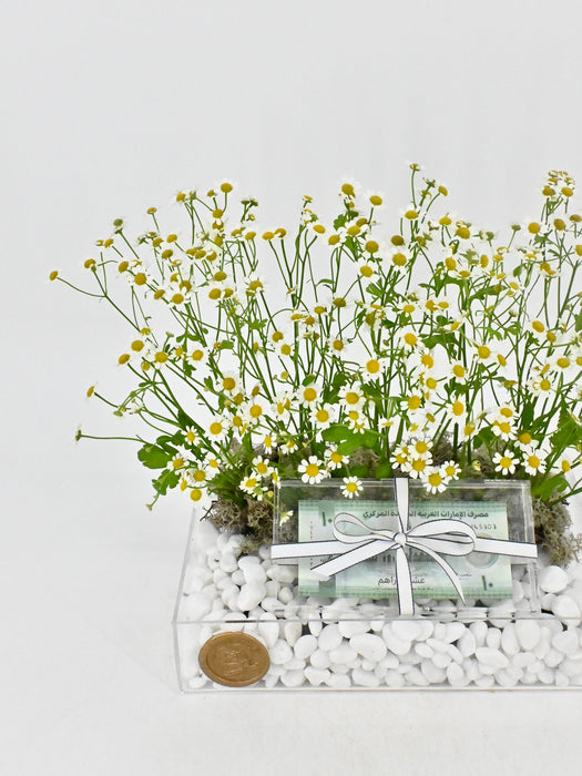 Daisy Money