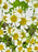 Daisy Money