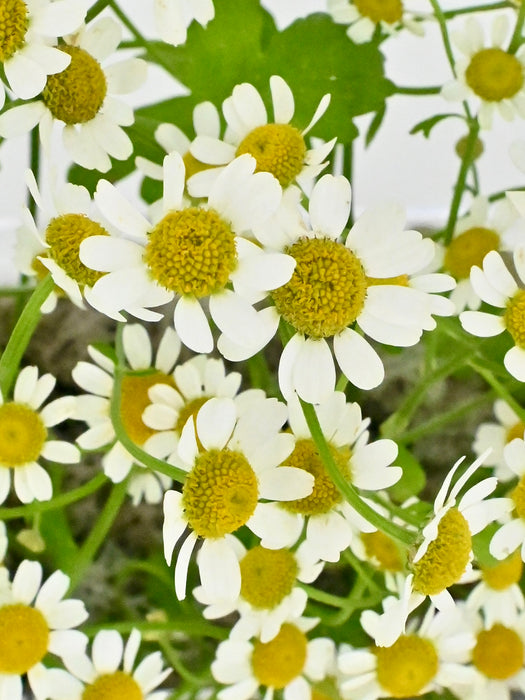 Daisy Money