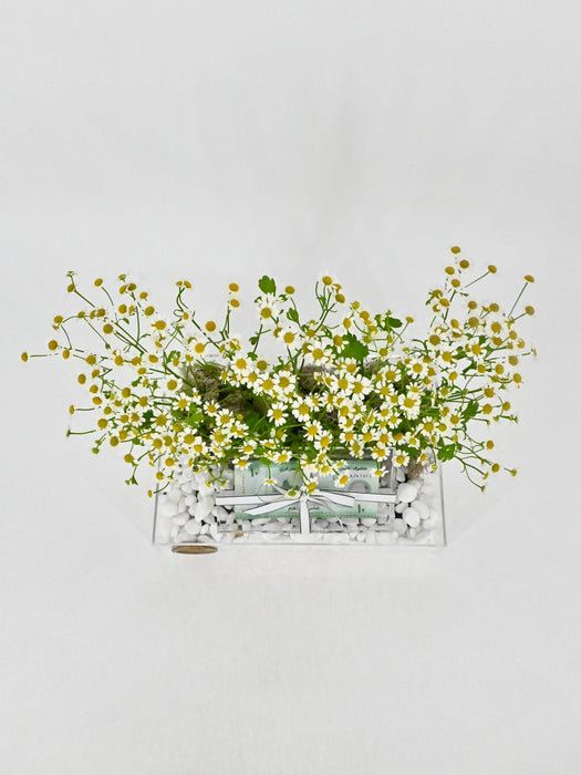 Daisy Money