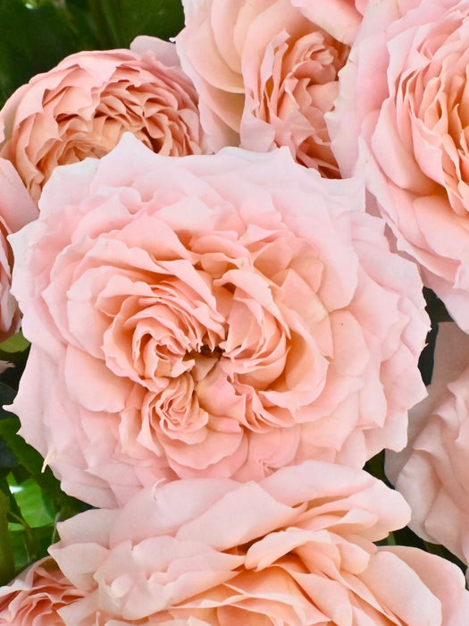 Julietta Bloom