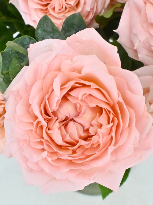 Julietta Bloom