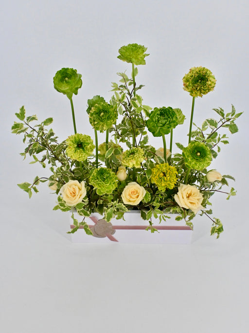 Ranunculus Pon Pon
