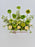 Ranunculus Pon Pon