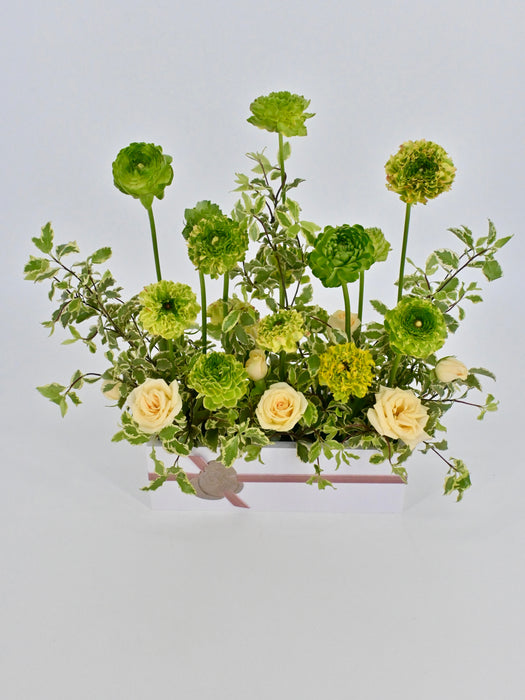Ranunculus Pon Pon