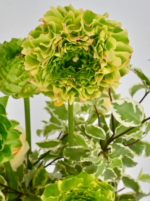 Ranunculus Pon Pon