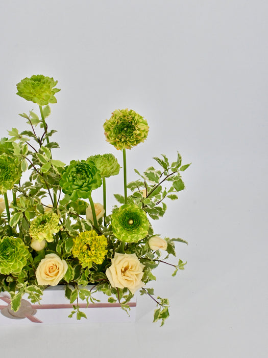 Ranunculus Pon Pon