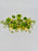 Ranunculus Pon Pon