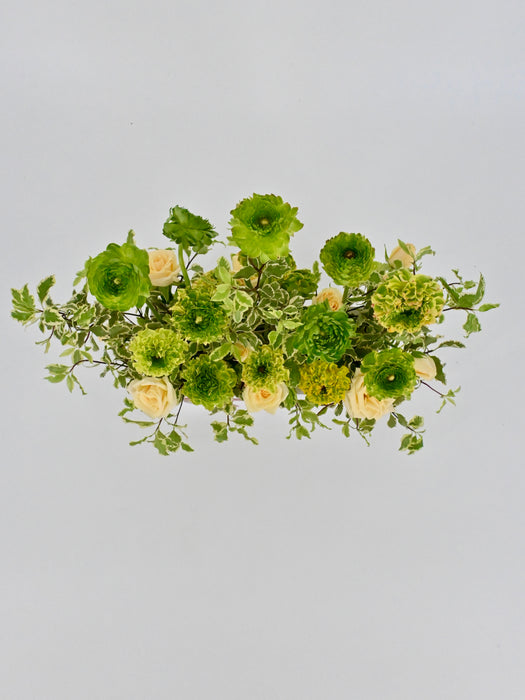 Ranunculus Pon Pon