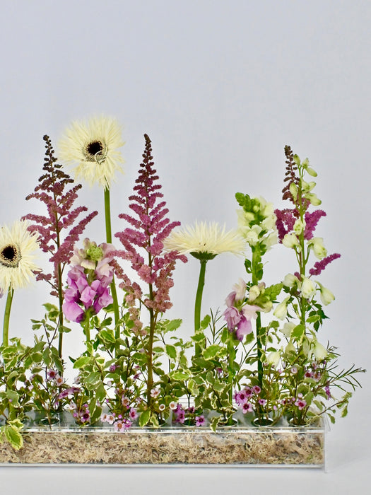 Snappy Garden