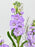La Vida Money Garden