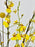 Oncidium Hanging Money Arrangement