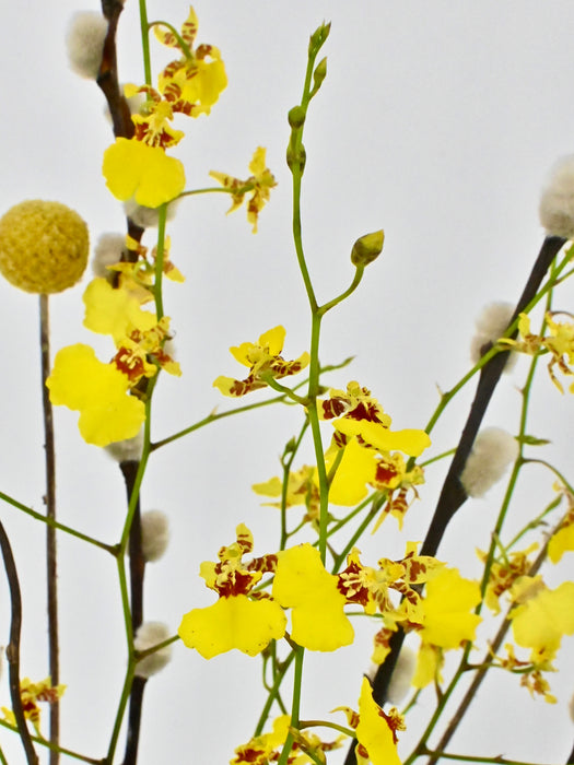 Oncidium Hanging Money Arrangement