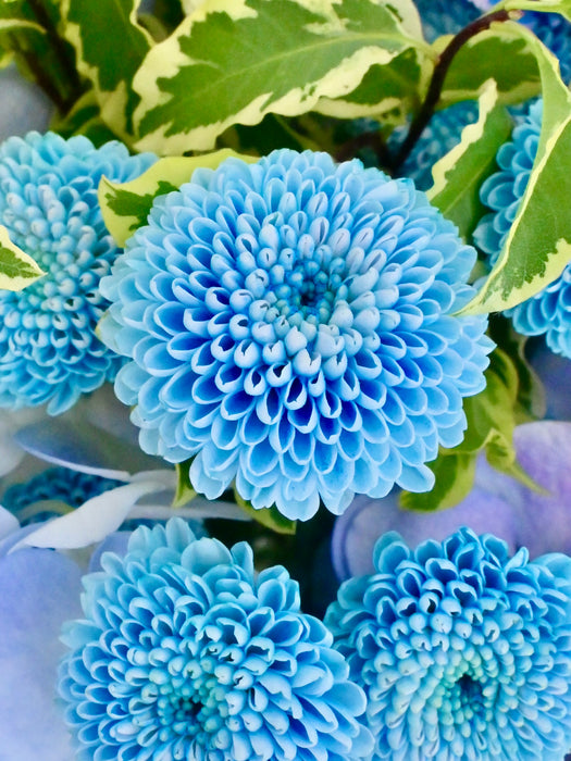Dusty Blue