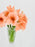 Amaryllis Bloom