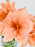 Amaryllis Bloom