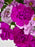 Purple Blush