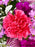 Purple Blush