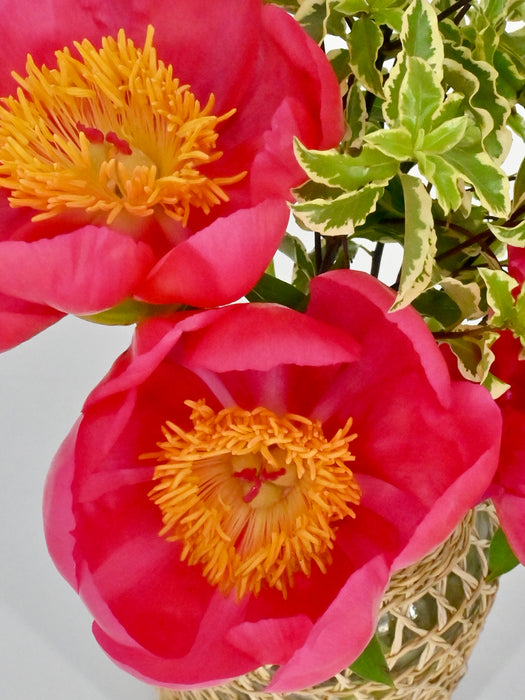 Coral Charm
