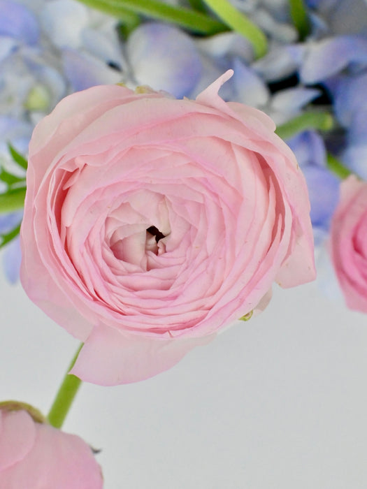 HBD Ranunculus