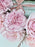 Pink Ruffles