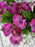 Lissie Money Garden
