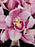 Pops Pink Bouquet with Balloons