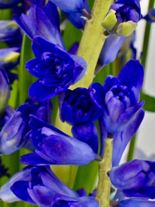 Hyacinth Manhattan