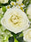 White Garden Bouquet