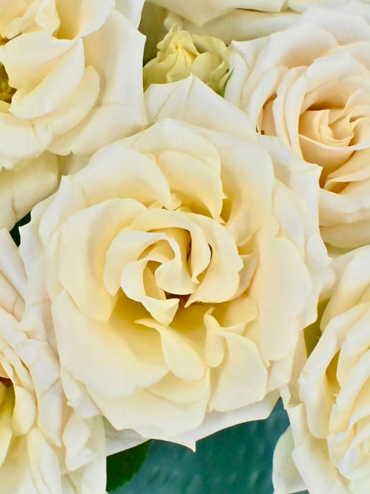 Pastel Garden Beauty