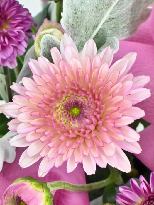 Kendall Money Garden