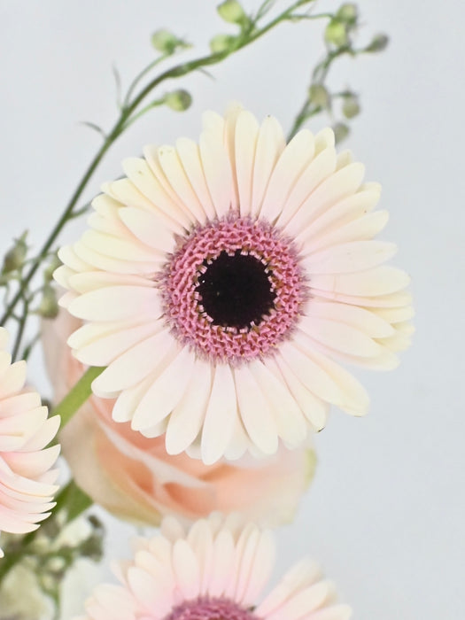 Esperence Bloom